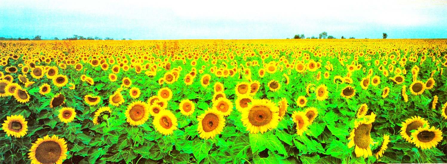 Pan. Postcard - Sunflowers