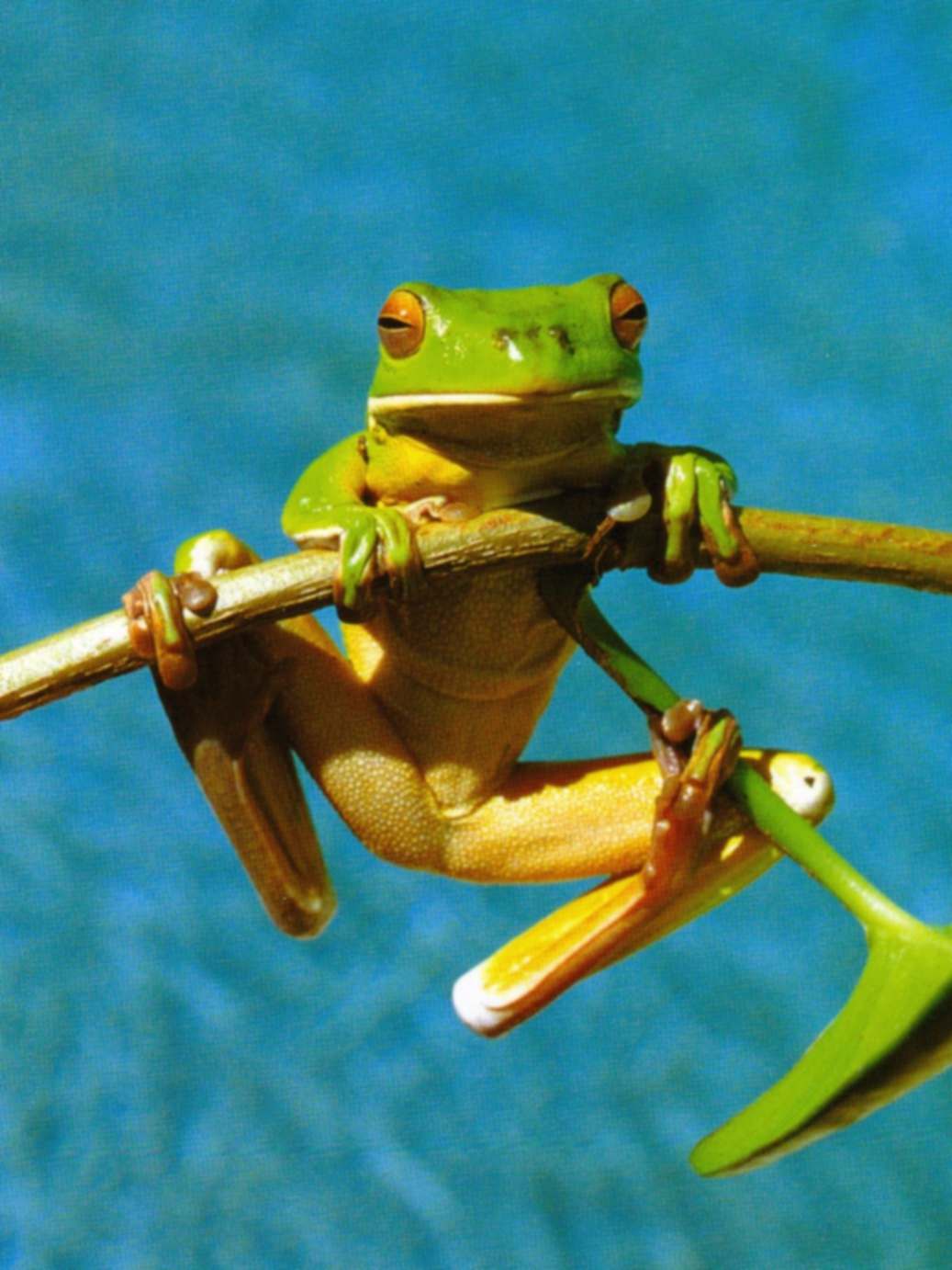 Postcard: Australia - Green Tree Frog