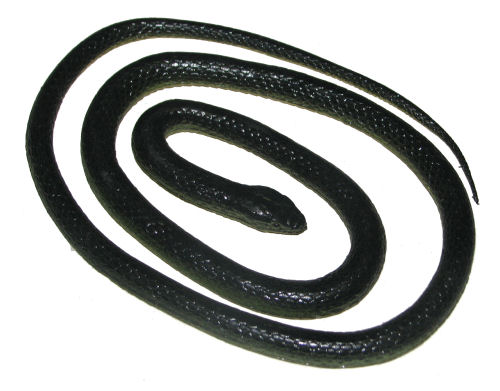 Medium Rubber Snake